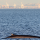 Illustration for article titled How Whale Songs Can Help Us Explore the Ocean